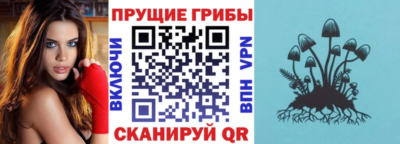Купить где Новоалтайск Псилоцибиновые грибы мицелий